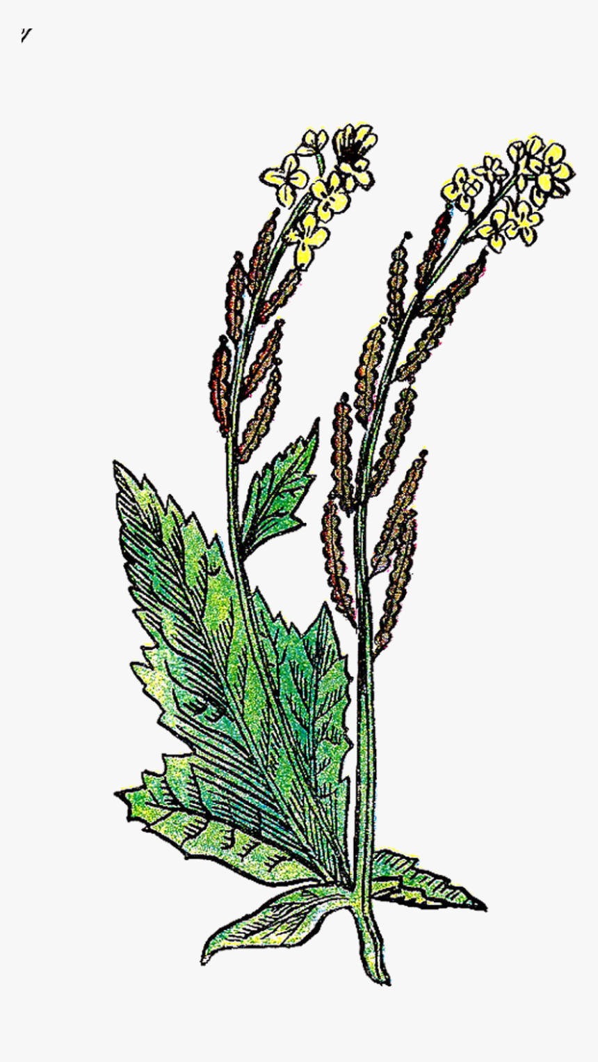 This Is A Wonderful, Vintage Herb Graphic Of The Mustard - Mustard Seed Plant Drawing, HD Png Download, Free Download