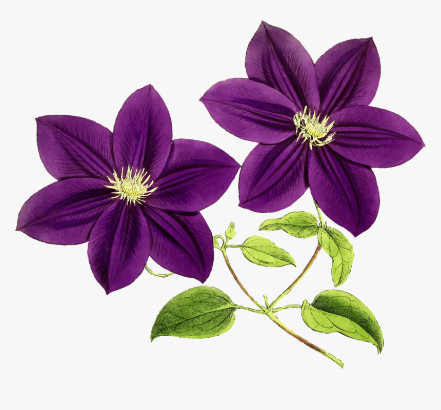 Floral, Flowers, Leaf, Leaves, Purple, Vintage - Purple Flowers, HD Png Download, Free Download