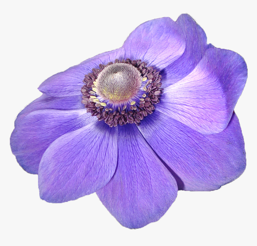 Leaved Liverleaf,delphinium - Anemone Transparent Background, HD Png Download, Free Download