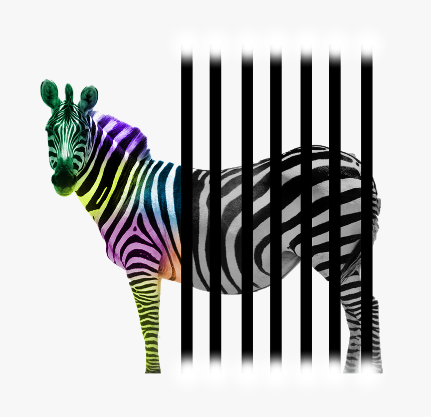 Zebra, HD Png Download, Free Download
