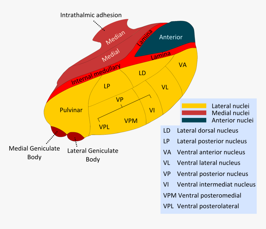 Thalmus - Thalamus Nuclei, HD Png Download, Free Download