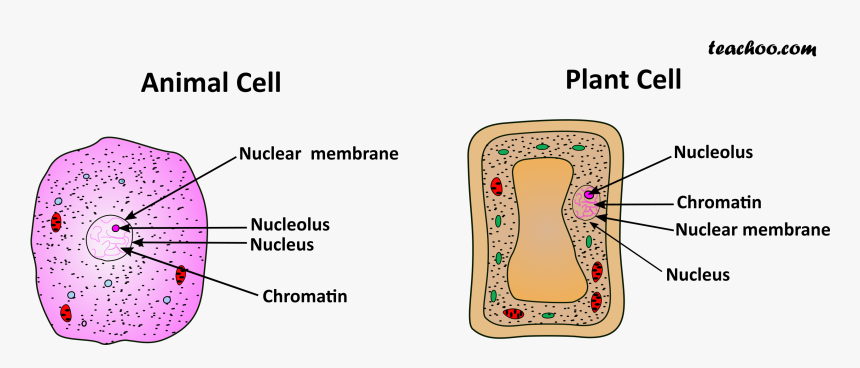 Both Plance And Cell - Animal Cell Membrane, HD Png Download, Free Download