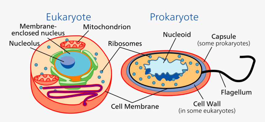 Cell Types - 2 Types Of Cell, HD Png Download, Free Download