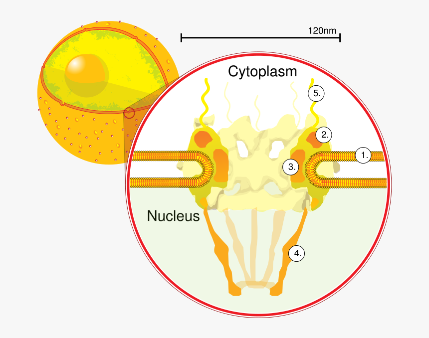 Pore Complex On A Nucleus , Png Download - Nuclear Pores Diagram, Transparent Png, Free Download