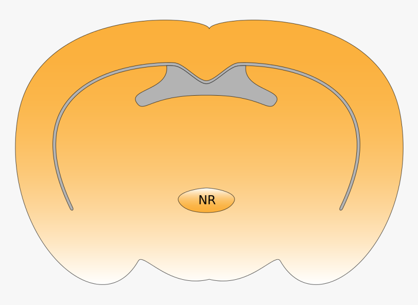 Nucleus Reuniens, HD Png Download, Free Download