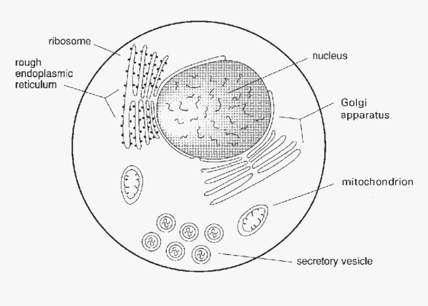 Transparent Synthesis Clipart - Sketch Diagram Of Ribosome, HD Png Download, Free Download