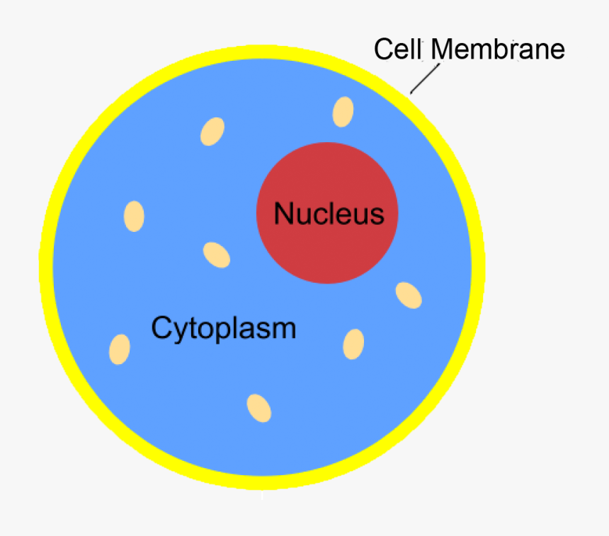 Nucleus Transparent Science - Cytoplasm Hd, HD Png Download, Free Download
