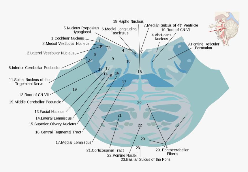 Pons Cross Section Labeled, HD Png Download, Free Download