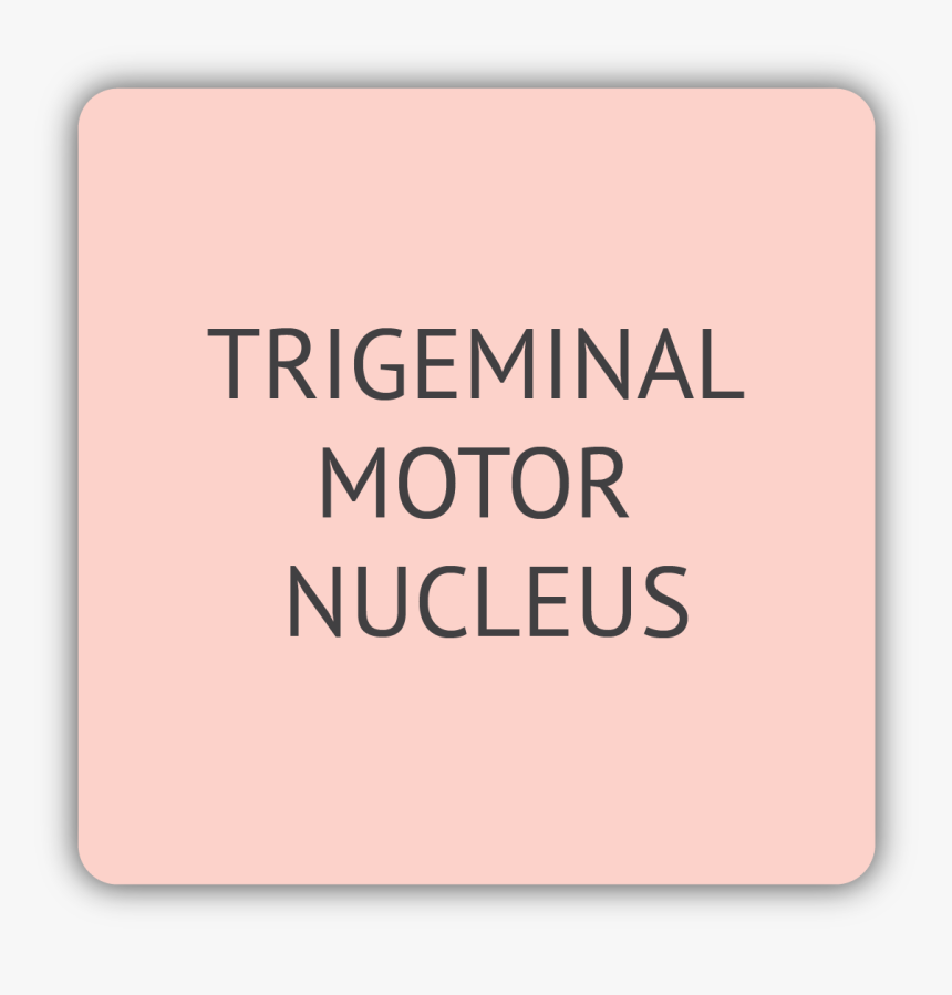 Trigeminal Motor Nucleus, HD Png Download, Free Download