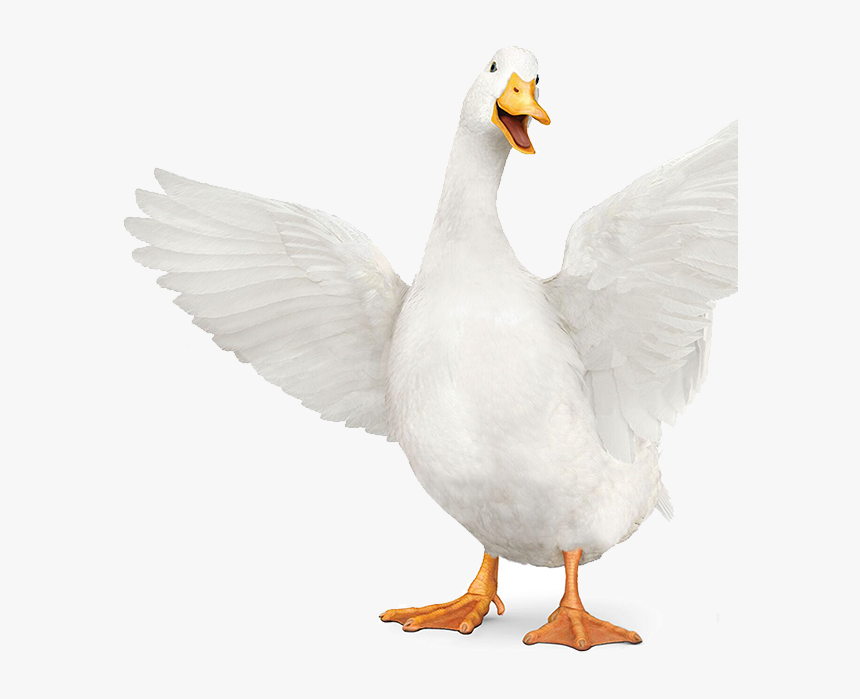 Aflac Duck Transparent, HD Png Download, Free Download