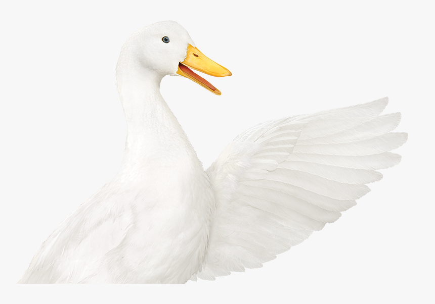 Aflac Insurance, HD Png Download, Free Download