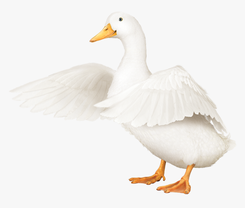 Aflac Duck Transparent, HD Png Download, Free Download