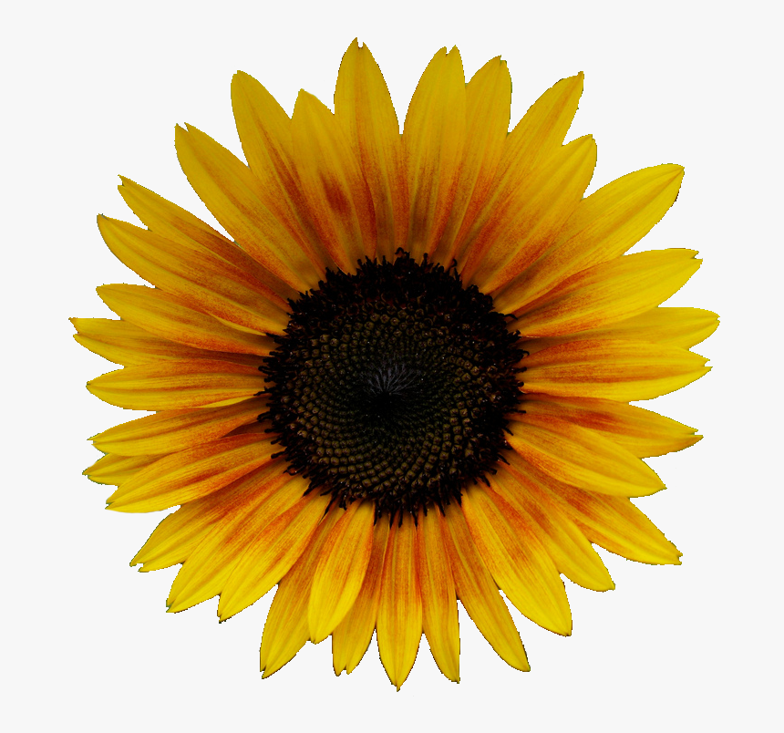 Yellow Aesthetic Flower Png, Transparent Png, Free Download