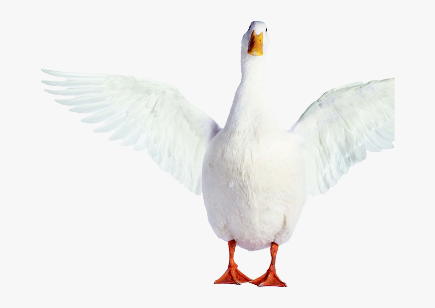 Aflac Duck Png - Seabird, Transparent Png, Free Download