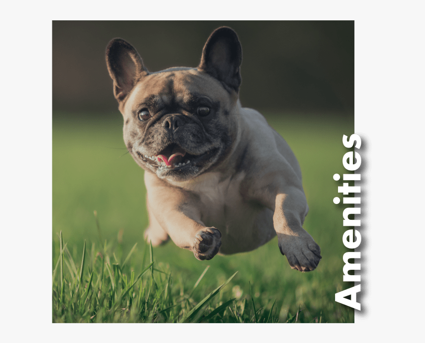 Link To Amenities At Cielo Boca In Boca Raton, Florida - Small Dogs Breeds, HD Png Download, Free Download