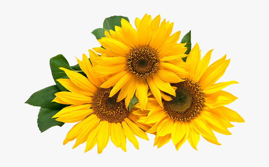 Flower,flowering Family,cut Flowers,asterales,annual - Border Transparent Background Sunflower Png, Png Download, Free Download