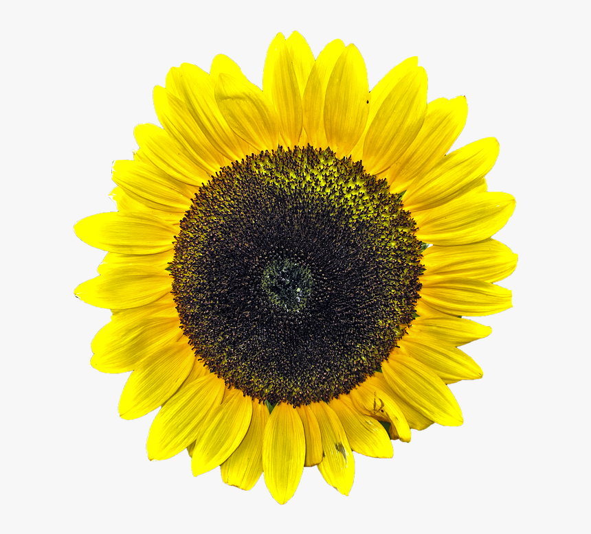 Girasol, Aislado, Flor Amarilla, Amarillo, Planta - Sunflower Vinyl Stickers, HD Png Download, Free Download