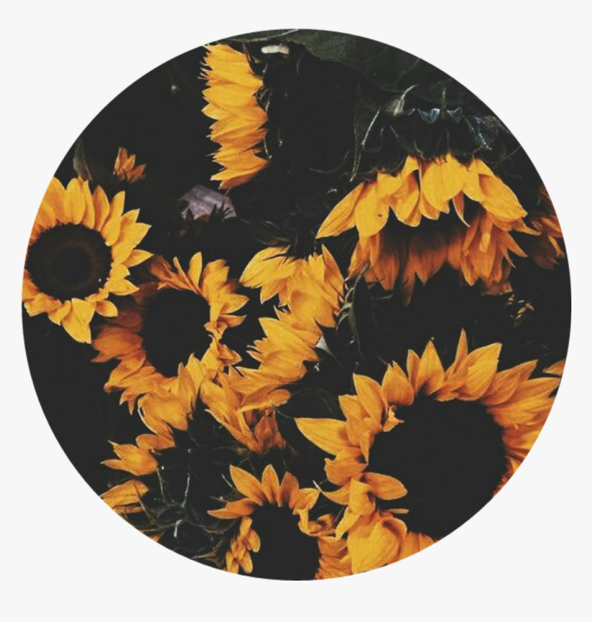 Girasol Girasoles Girasoles🌻 Flores Happy Circle , - Sunflower Aesthetic Circle, HD Png Download, Free Download