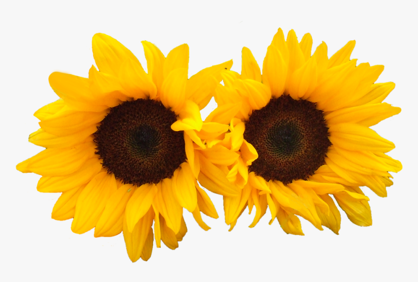 Girasol, Aislado, Flores, Brillante - Flowers Png Sun, Transparent Png, Free Download