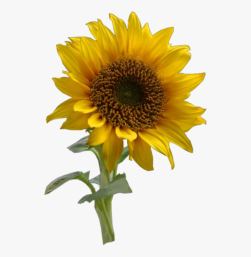 Sunflower Drawing Transparent Gif, HD Png Download, Free Download