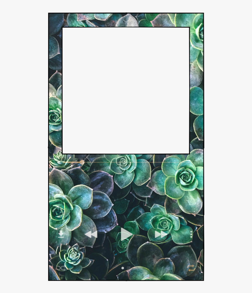 #frame #border #polaroid #green #music - Flower For Background Youtube, HD Png Download, Free Download
