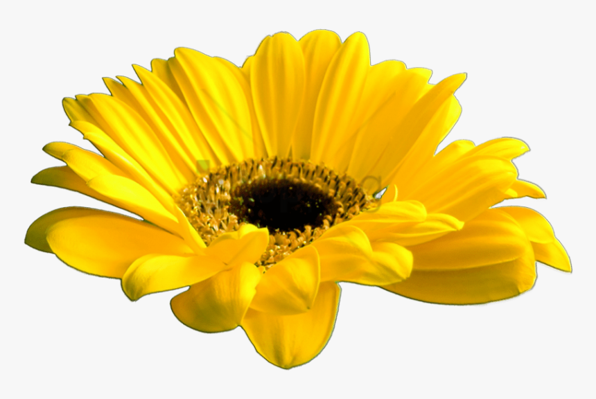 Free Png Download Yellow Flower Crown Transparent Png - Transparent Yellow Flower Crown, Png Download, Free Download