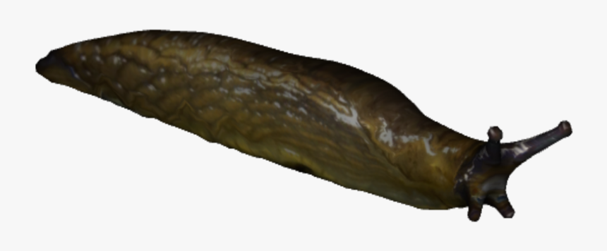 Slug - Slug Png, Transparent Png, Free Download