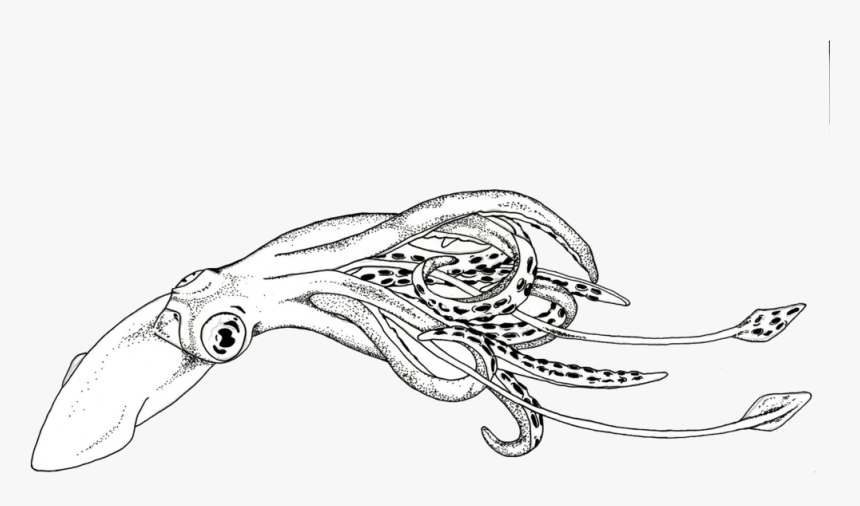 Squid Drawing Png - Squid Black And White Clipart, Transparent Png, Free Download