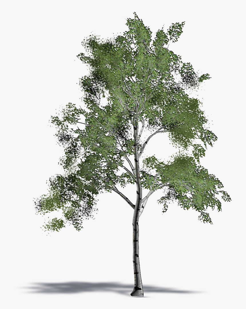 Mexican Pinyon , Png Download - Pond Pine, Transparent Png, Free Download