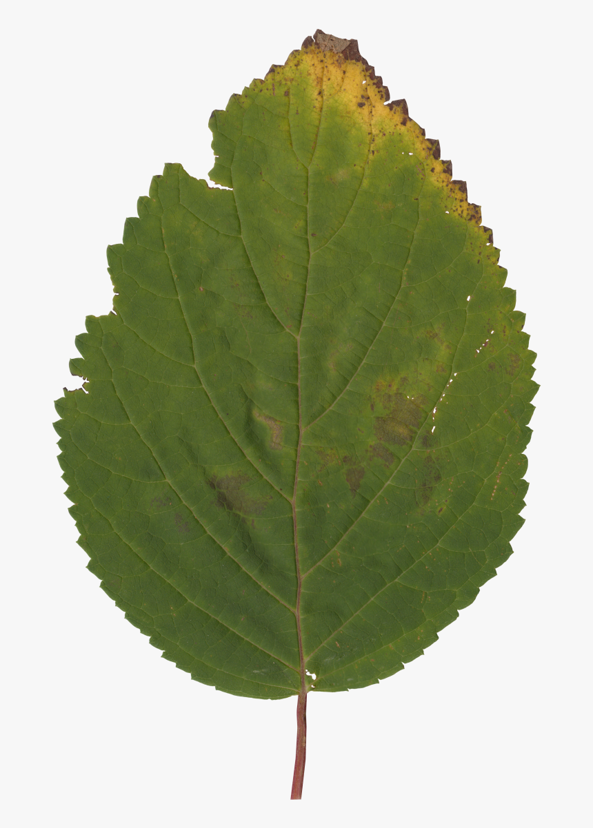 Canoe Birch , Png Download - Canoe Birch, Transparent Png, Free Download