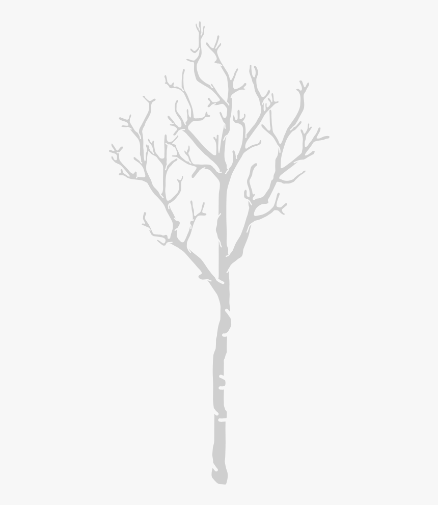 Birch, HD Png Download, Free Download