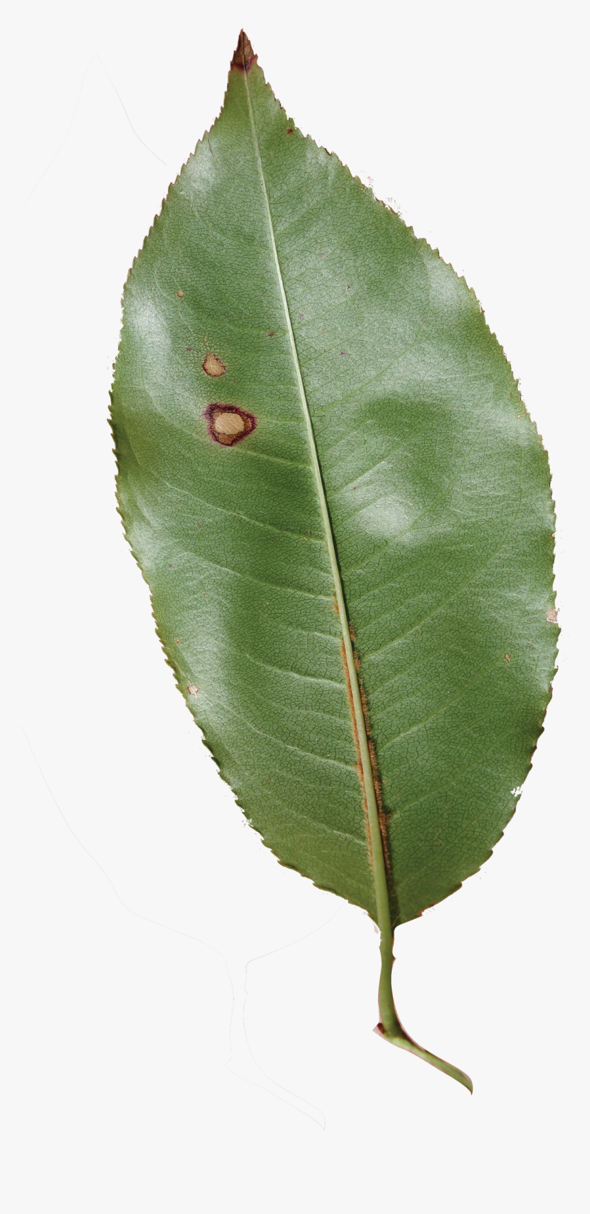 Prunus Serotina Leaves - Canoe Birch, HD Png Download, Free Download