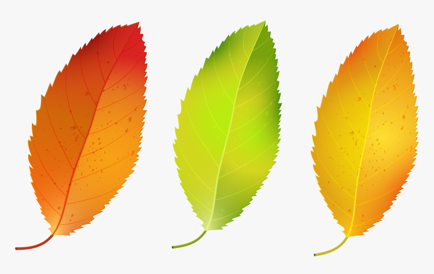 Three Fall Leaves Set - Birch Tree Leaves Fall, HD Png Download, Free Download