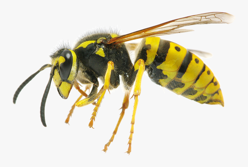 Wasp Png - Difference Between Wasp And Queen Bee, Transparent Png, Free Download