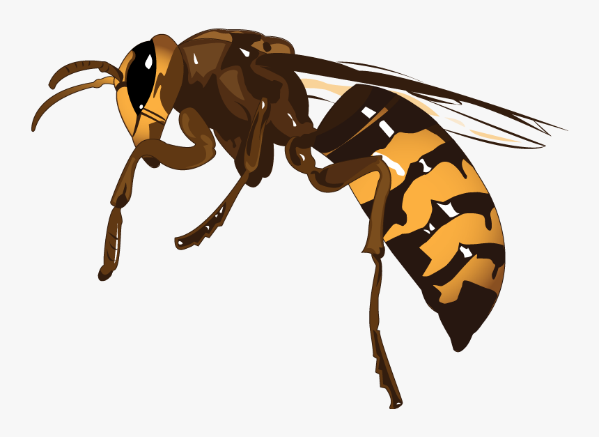 Hornet, HD Png Download, Free Download