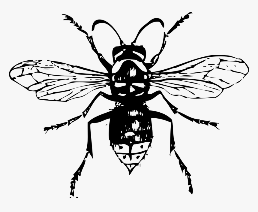 Hornet Bee Insect Bald-faced Hornet Hornets Wasp - Insect Drawings, HD Png Download, Free Download