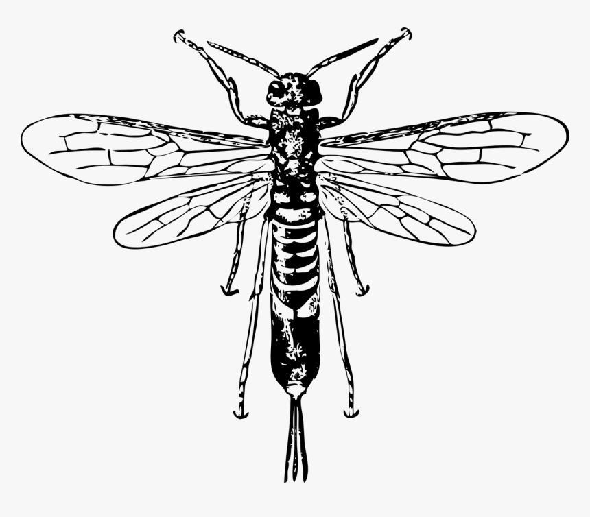 Horntail Wasp Scientific Drawing, HD Png Download, Free Download