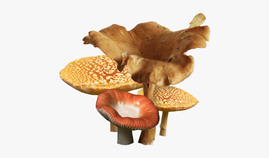 Mushroom, HD Png Download, Free Download