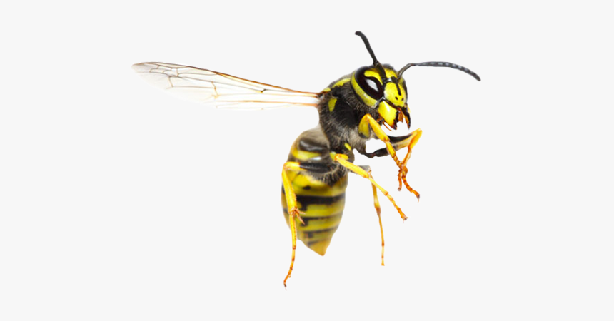 Fetty Wasp, HD Png Download, Free Download