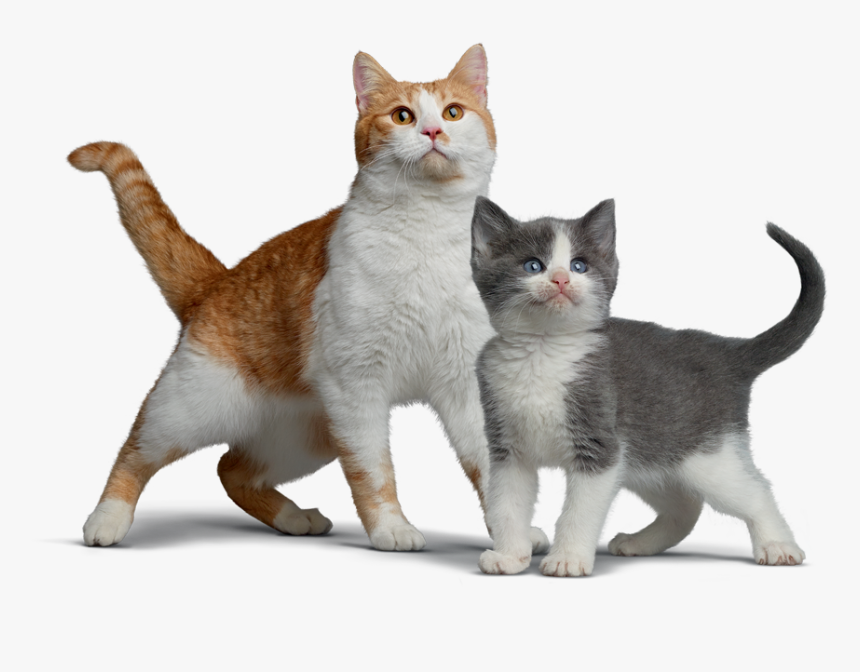 Gatos En Png, Transparent Png, Free Download