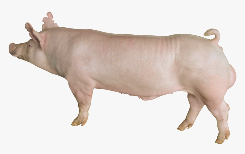 Pig Yorkshire, HD Png Download, Free Download