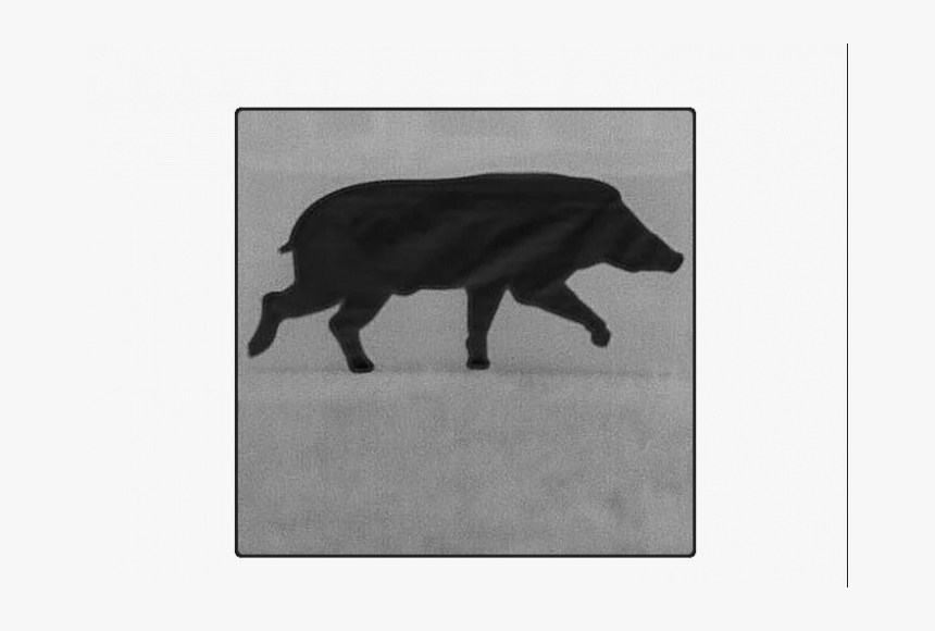 Domestic Pig, HD Png Download, Free Download