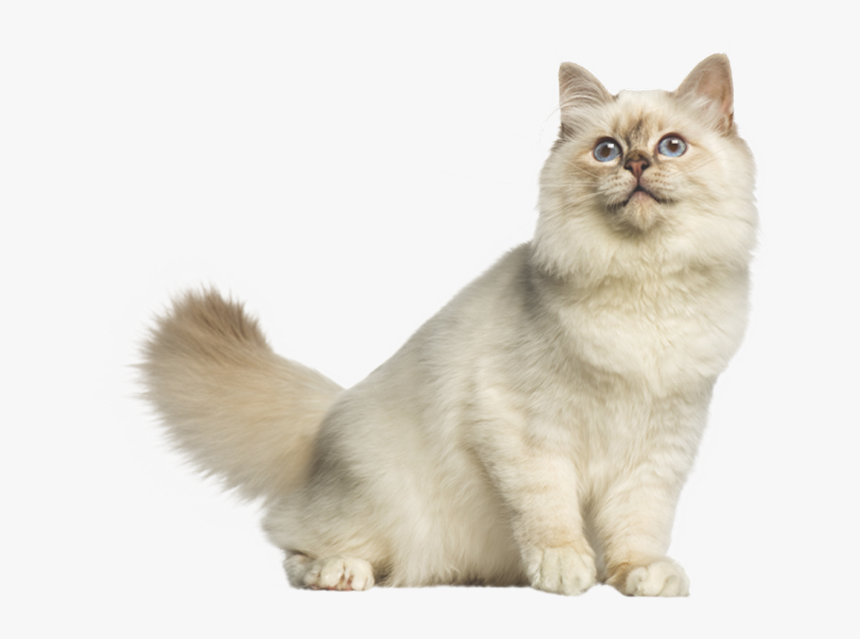 Imagens Em Png Gatos, Transparent Png, Free Download