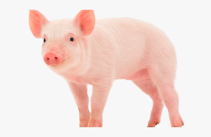 Pig Iowa State Animal, HD Png Download, Free Download