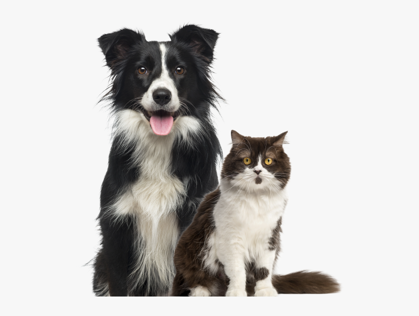 Border Collie Dog, HD Png Download, Free Download