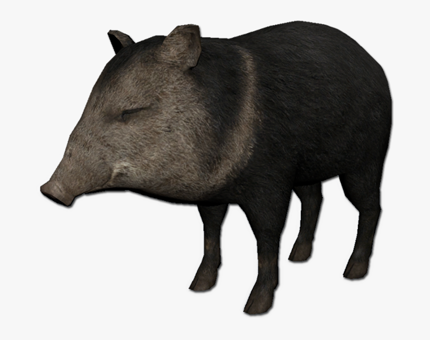 Peccary - Pecari De Collar Png, Transparent Png, Free Download