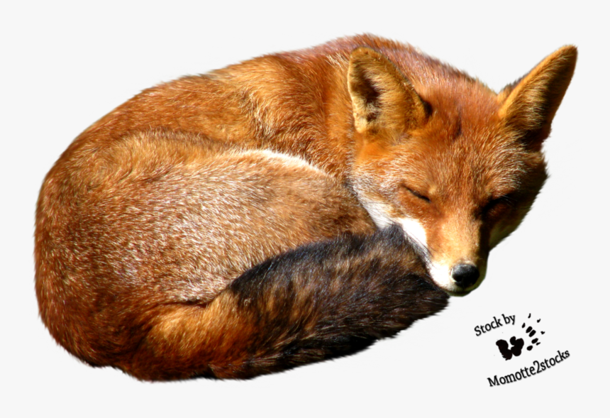 Fox Png Image - Red Fox Png, Transparent Png, Free Download