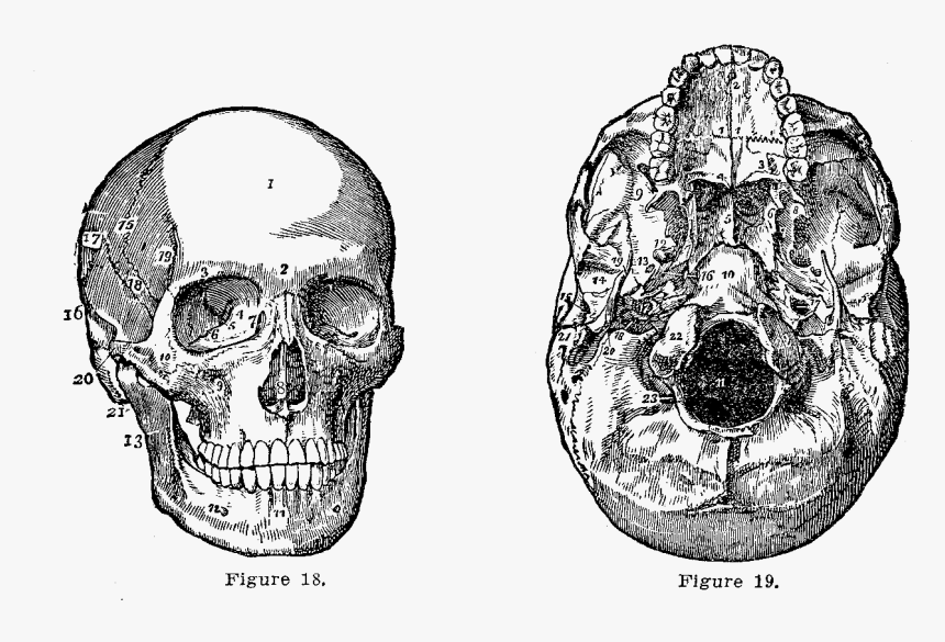 Skull Drawing Medical Png, Transparent Png, Free Download