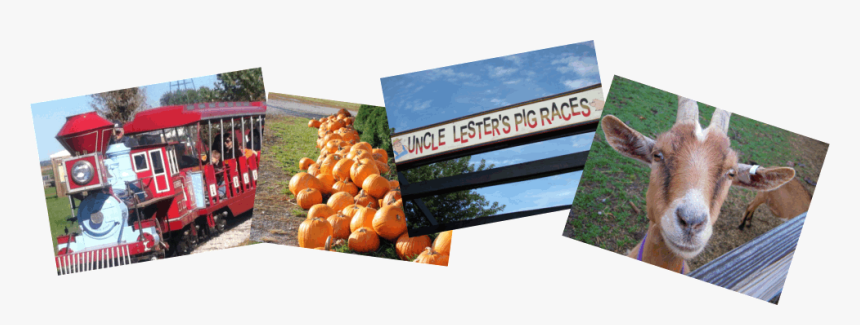 Carolyn"s Country Cousins Pumpkin Patch - Signage, HD Png Download, Free Download