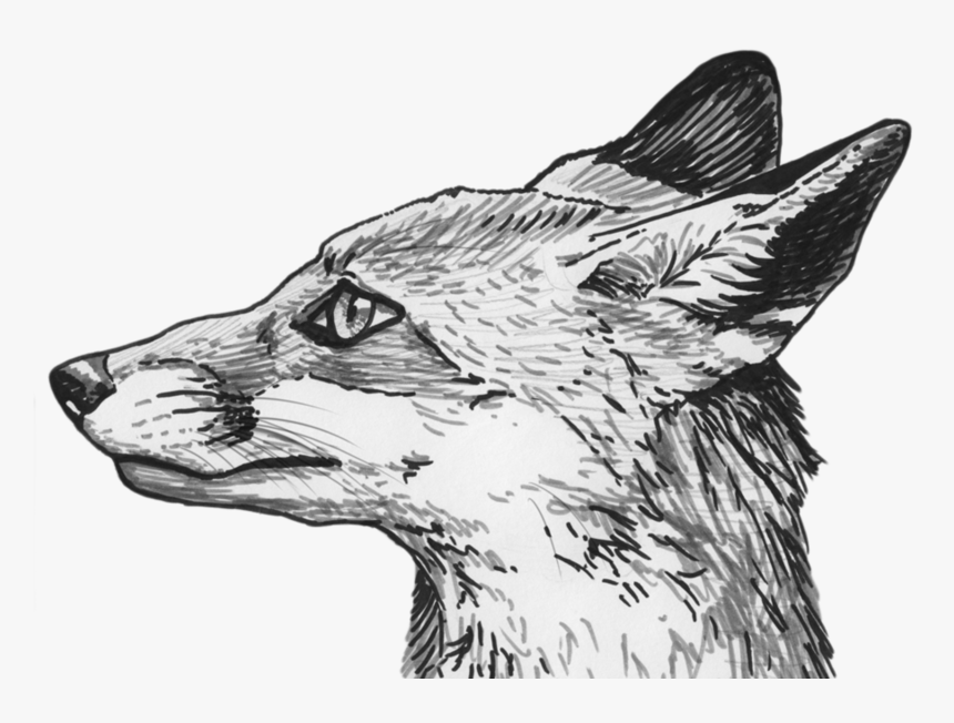 Fox Eyes Png Clipart - Fox Head Profile Drawing, Transparent Png, Free Download